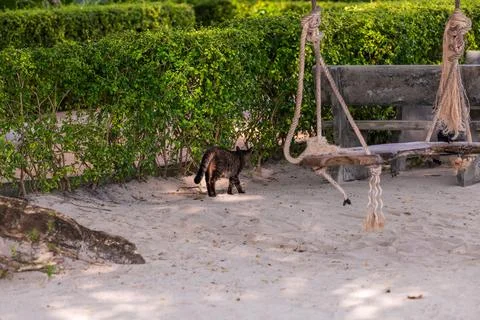 Phi Phi Thailand Cat on Sandy Beach Near Swing Stock Photos