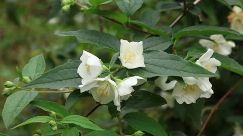 Philadelphus coronarius Stock Footage 309826101