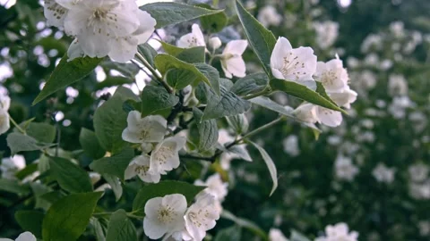 Philadelphus (Mock-orange) #1 Stock Footage 243702711