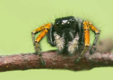 Philaeus chrysops - jumping spider Stock Photos