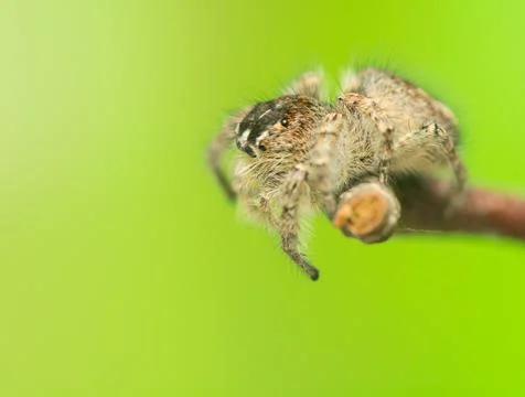 Philaeus chrysops - jumping spider Stock Photos