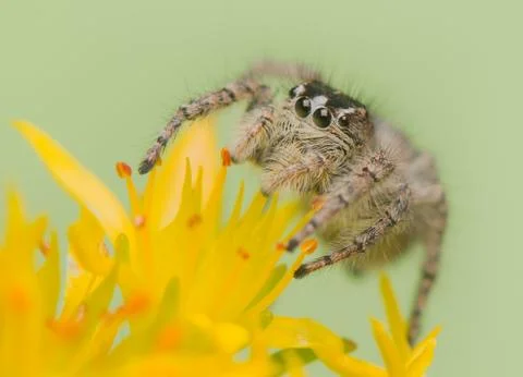 Philaeus chrysops - jumping spider Stock Photos