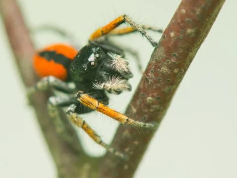 Philaeus chrysops - jumping spider Stock Photos