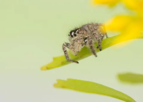 Philaeus chrysops - jumping spider Stock Photos