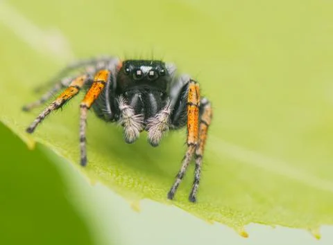 Philaeus chrysops - jumping spider Stock Photos