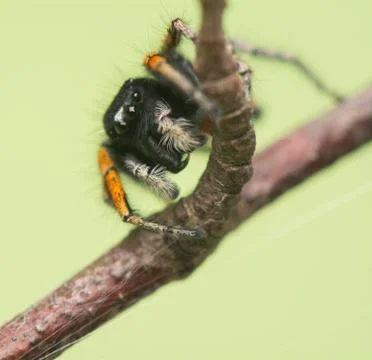 Philaeus chrysops - jumping spider Foto stock