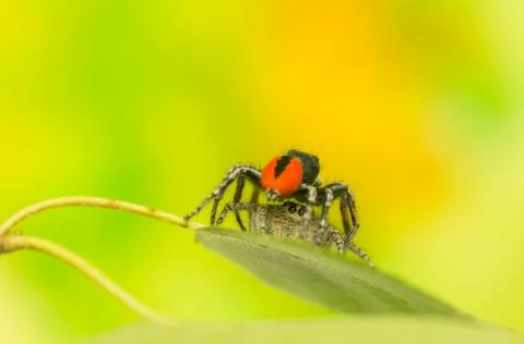 Philaeus chrysops - jumping spider Stock Photos