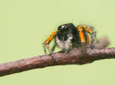 Philaeus chrysops - jumping spider Stock Photos