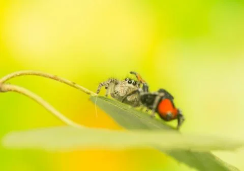 Philaeus chrysops - jumping spider Stock Photos