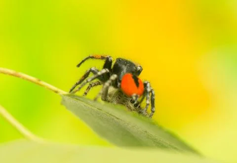 Philaeus chrysops - jumping spider Stock Photos