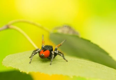 Philaeus chrysops - jumping spider Stock Photos