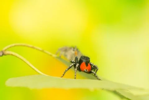 Philaeus chrysops - jumping spider Stock Photos