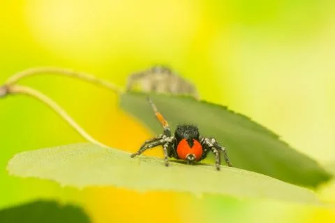 Philaeus chrysops - jumping spider Stock Photos