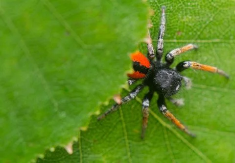 Philaeus chrysops - jumping spider Stock Photos