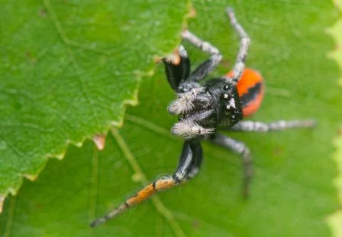 Philaeus chrysops - jumping spider Stock Photos