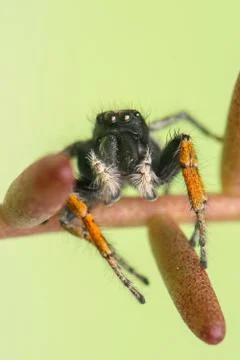 Philaeus chrysops - jumping spider Stock Photos
