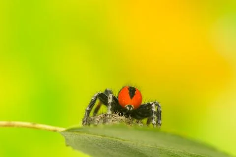 Philaeus chrysops - jumping spider Stock Photos
