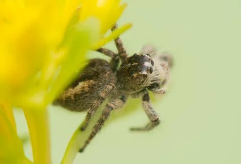 Philaeus chrysops - jumping spider Stock Photos