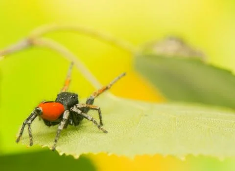 Philaeus chrysops - jumping spider Stock Photos
