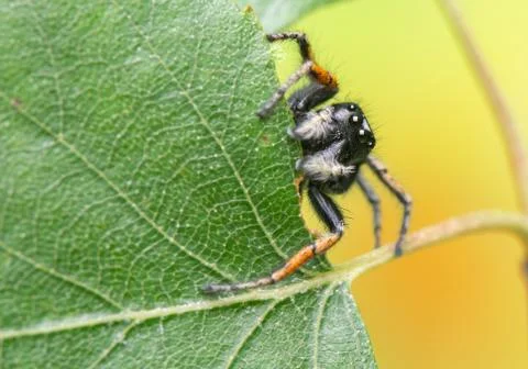 Philaeus chrysops - jumping spider Stock Photos