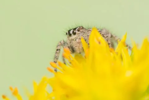 Philaeus chrysops - jumping spider Stock Photos