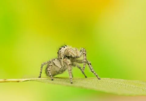 Philaeus chrysops - jumping spider Stock Photos