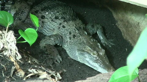 Philippine crocodile Stock Footage 51471653