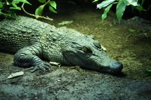 Philippine Crododile - Crocodylus mindorensis 스톡 사진