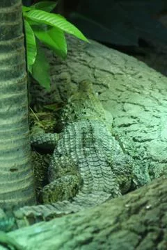 Philippine Crododile - Crocodylus mindorensis Stock Photos