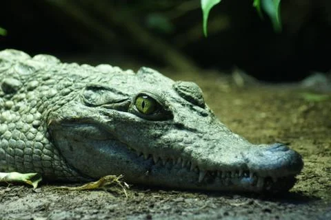 Philippine Crododile - Crocodylus mindorensis Stock Photos