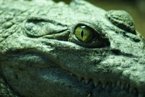 Philippine Crododile - Crocodylus mindorensis Stock Photos