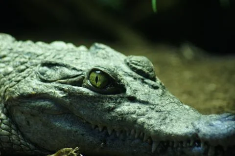 Philippine Crododile - Crocodylus mindorensis Stock Photos