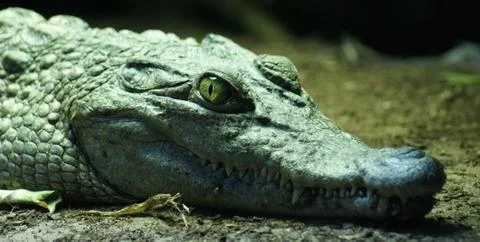 Philippine Crododile - Crocodylus mindorensis Stock Photos