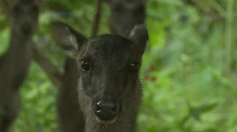 Philippine Deer in the Jungle Video stock 556016