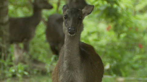 Philippine Deer in the Jungle Stock Footage 556019