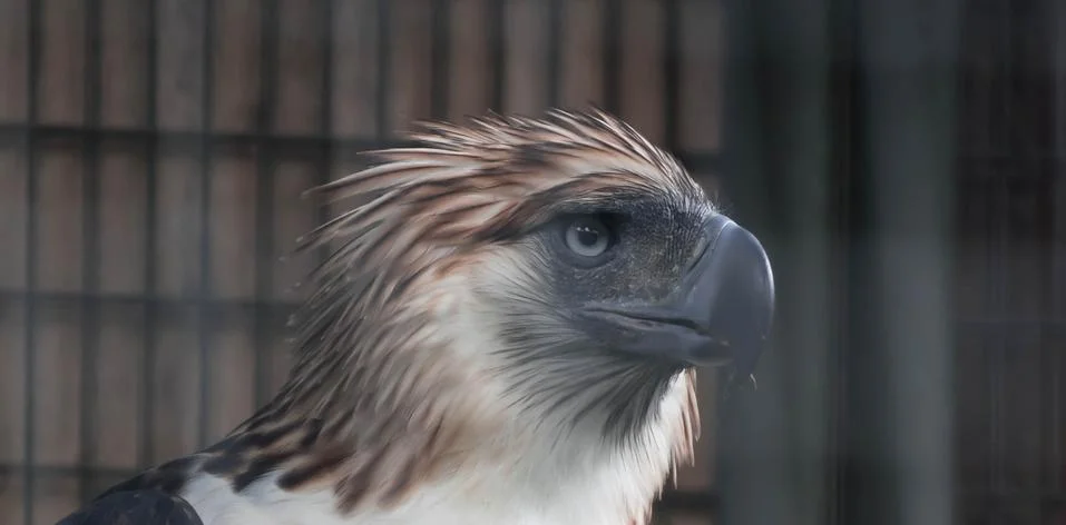 The Philippine Eagle also known as the Monkey-eating Eagle Stock Photos