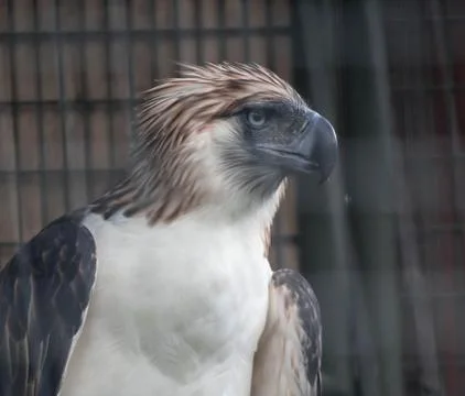 The Philippine Eagle also known as the Monkey-eating Eagle Foto stock