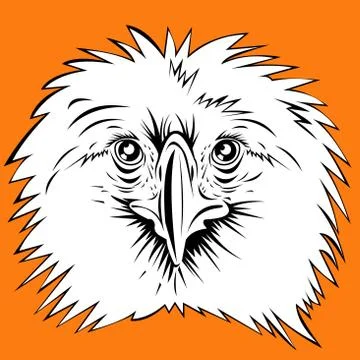 Philippine eagle head Stock Illustration