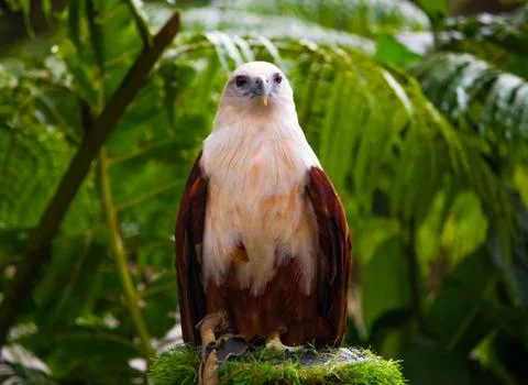 Philippine eagle Фото