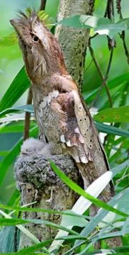 Philippine Frogmouth with chick Stock Photos