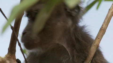 Philippine Long-tailed Macaque (Macaca fascicularis philippinensis) in a tree Stock Footage 555653