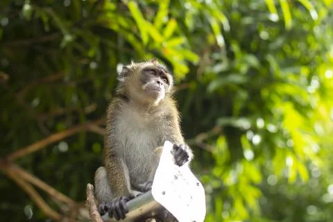 The Philippine long-tailed macaque (monkey) Stock Photos