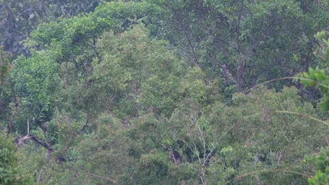 Philippine Long-Tailed Macaques Climbing And Jumping In Forest Canopy Vídeos de archivo 335760032