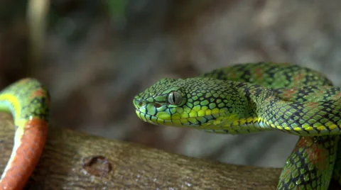 Philippine pitviper-Palawan- close-up Stock Footage 66544275