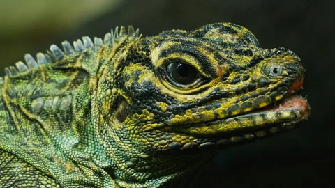 Philippine sailfin lizard close up Stock Footage 132614796