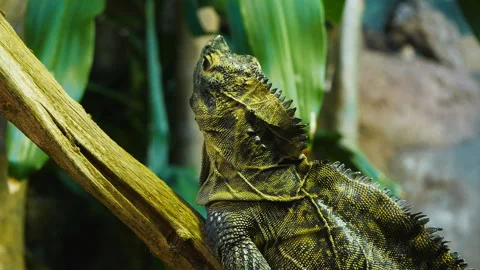 Philippine sailfin lizard Stock Footage 132614171