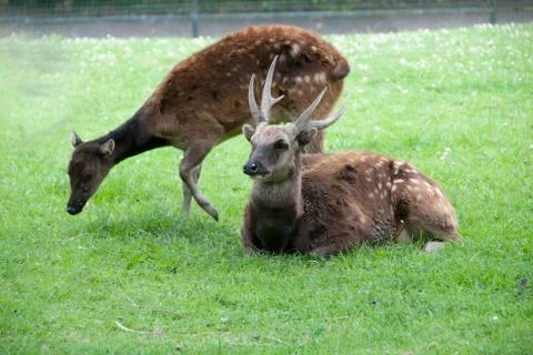 Philippine Spotted Deer Stock Photos