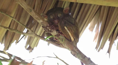 Philippine tarsier Stock Footage 35595166