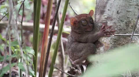 Philippine Tarsier Stock Footage 50383686