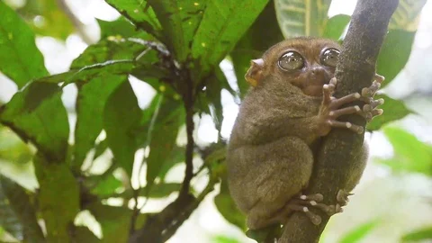 Philippine Tarsier Stock Footage 69834071